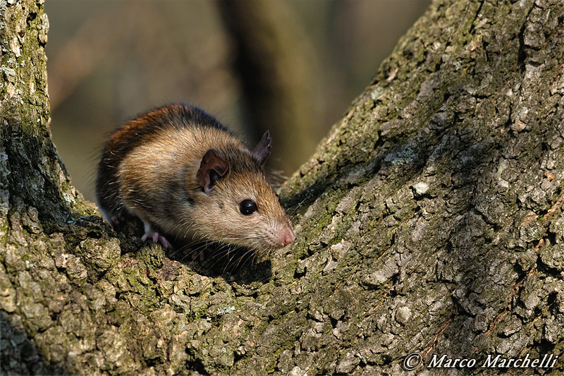 Ratto rattus (probabile forma alexandrinus)